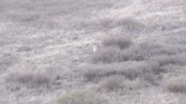 Вечерний матч ! Манок ТОТЕМ дудочка смотреть онлайн