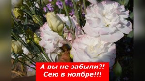 Эустома. Посев в таблетки.