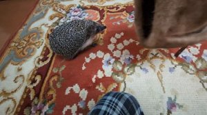 Гоняемся за норкой)