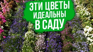 Неприхотливое растение для цветников и бордюрного озеленения!
