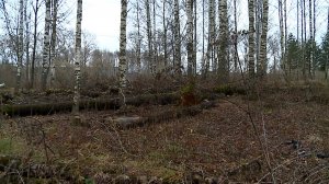 (Рыбинск-40) В ПАРКЕ НА ПРОСПЕКТЕ БАТОВА ПРОЙДЁТ СУББОТНИК