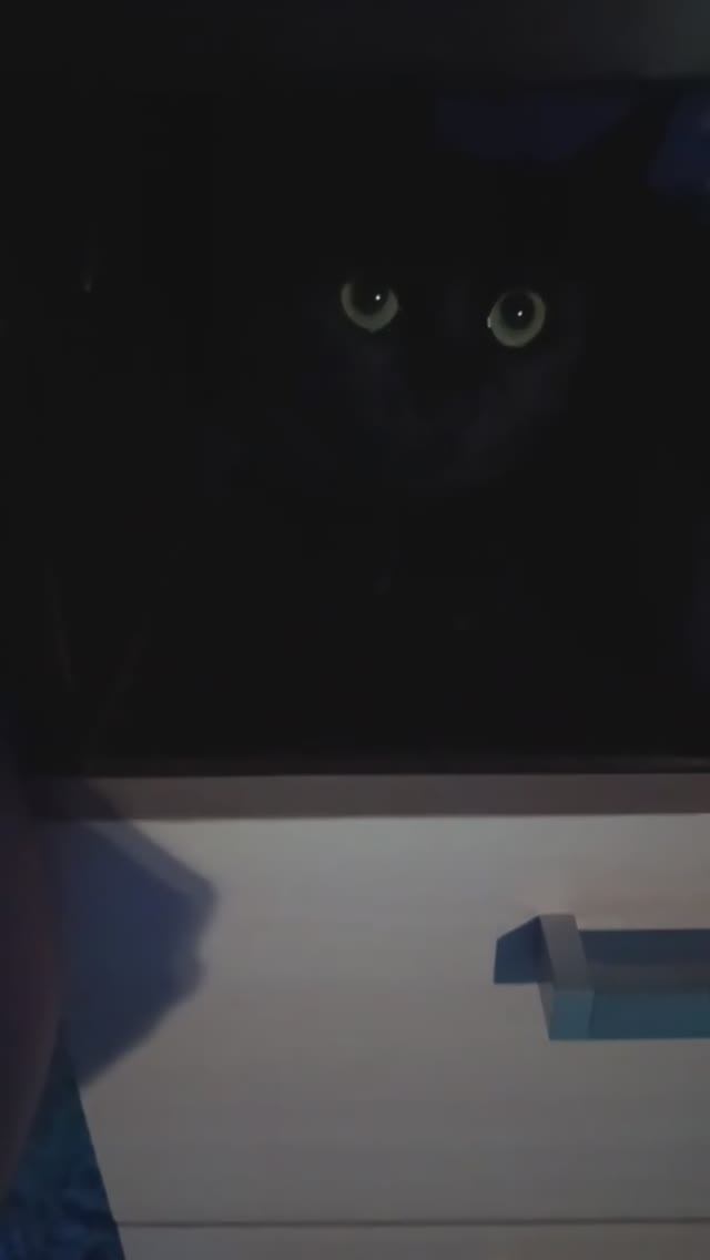 Любителям кошачьих приколов, Кот ОТЧЕБУЧИЛ👍😲😂