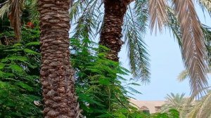 Miramar Al Aqah Beach .Мирамар.  ОАЭ. Фуджейра