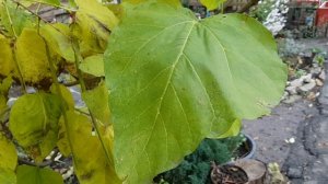 251114 Плод Дерева Счастья Катальпа обезьяньих хвостов слоновьих ушей растение семейства Бигнониевые