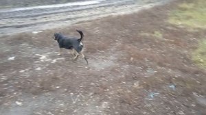 Детский сад на прогулке. #собаки #животные #топ