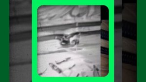 1000040105.mp4 (Собака смотрит на монтаж электропроводки (распайку р/коробок) в доме А-фрейм)