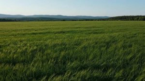 Сайыҥҥы таптал