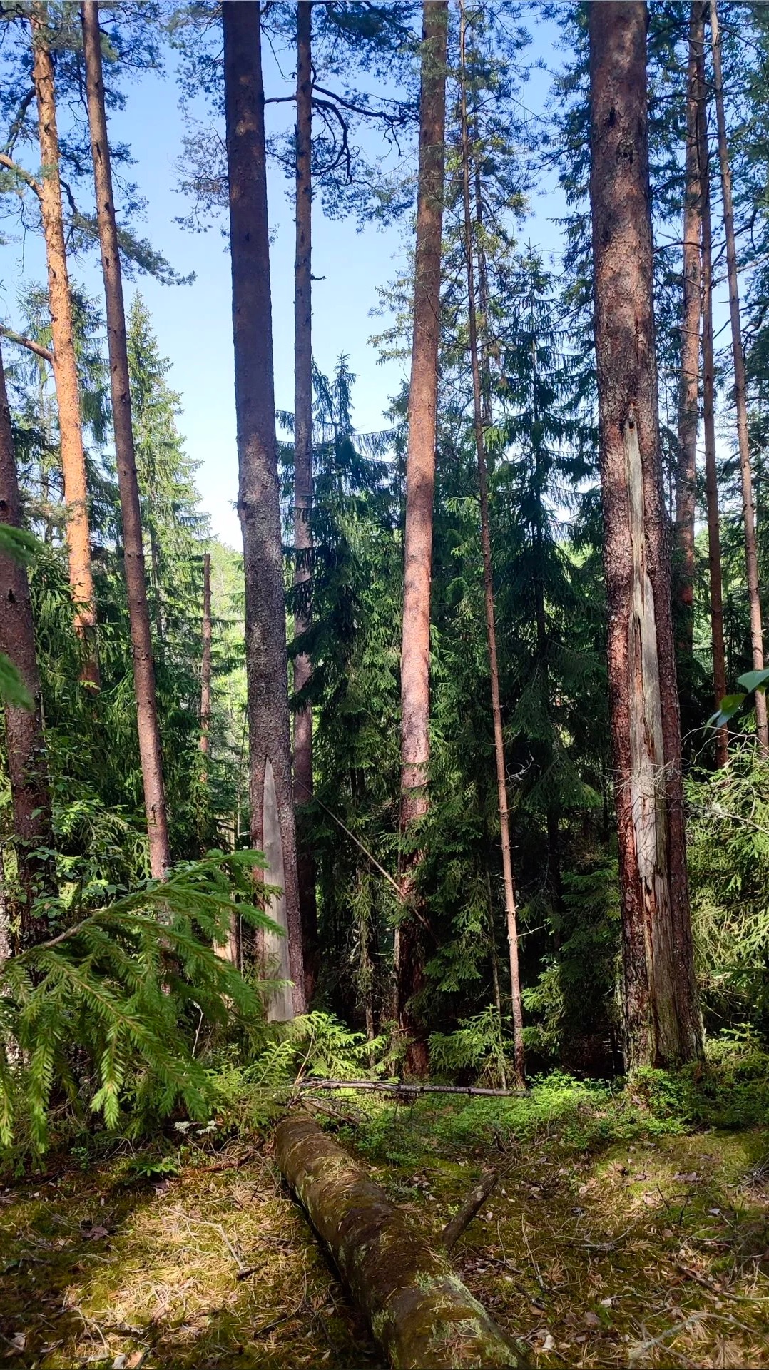 Грибы, ягоды. Ленинградская область