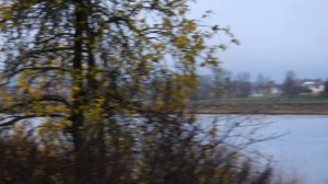 Серая цапля, наблюдение птиц в Великом Новгороде, 4 ноября 2025