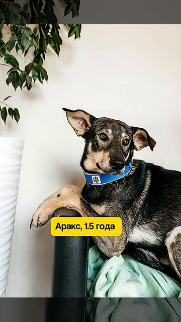 Возьми питомца из приюта 16 ноября fund4dogs.ru #собака #милота #топ #веселыекоты #собака смотреть онлайн