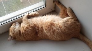 Толстый кот