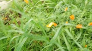 Красота.  Похвастушка