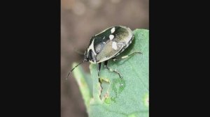 Вредители и болезни капусты