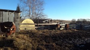 Солнышко выглянуло !