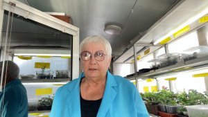 Обзор черенков в домашних условиях. Каким образом удобно укоренять в воде Колеусы и Бегонию.