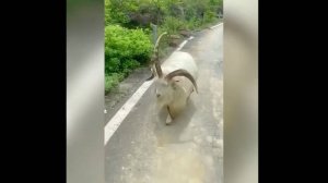 Удивительные Видео, Которые Сняли На Камеру😂