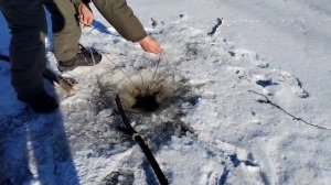 Живец на крючках, хищника нет. Зея. Амурская область