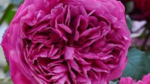 Hector- героическая роза из серии Кимуро - Античность. Японская роза 2009 г.