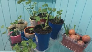 Пеларгония после осенней обрезки.