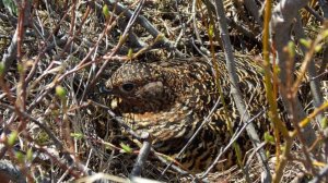 Куропаточка на гнезде.