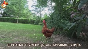 Куриная рутина – что делают куры на выгуле 😂 эпизод (56)