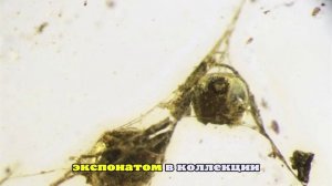 В янтаре в Калининграде нашли следы пиршества «потрошителя»