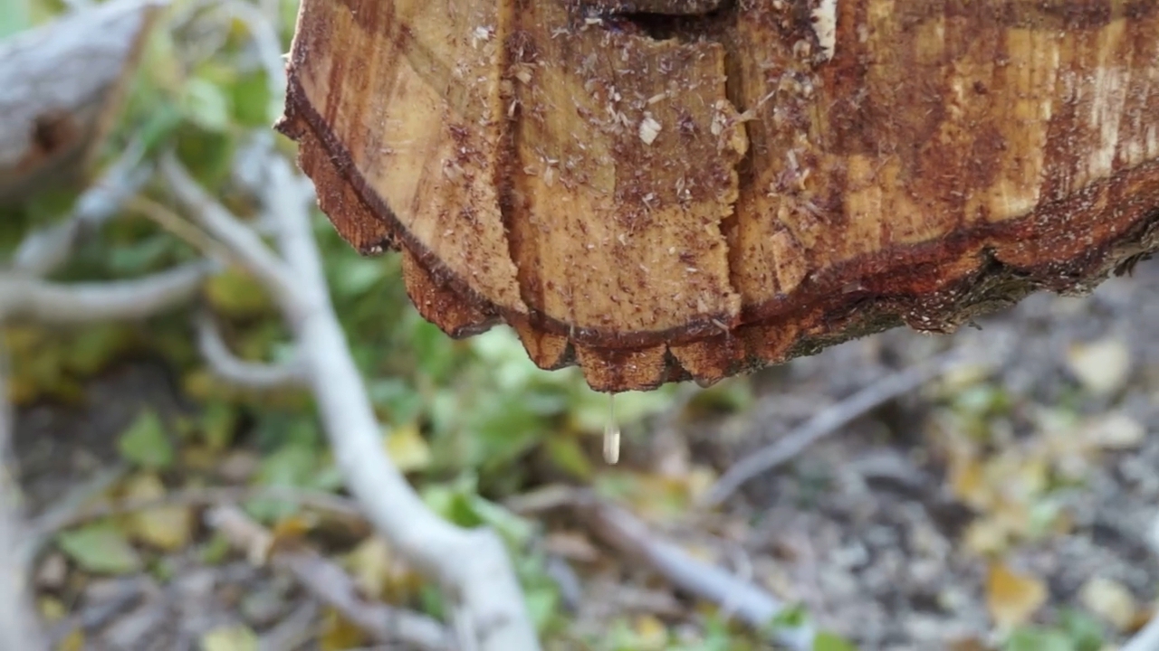 Плачет дерево ( Как прикрыта пышной кроной пустота ) смотреть онлайн