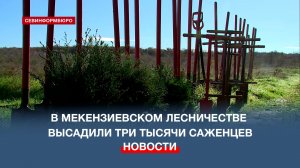 В Мекензиевском лесничестве высадили три тысячи саженцев