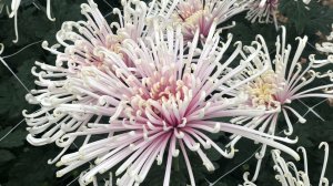 Бал хризантем в Волжском филиале Волгоградского регионального ботанического сада