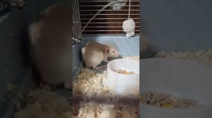 Мои крысята (1 Часть)