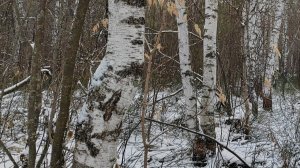 ИСЦЕЛЁН ИЛИ ПОРАЖЁН / МОЛИТВА В ЛЕСУ 🙏