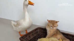 Мама-утка наконец-то отдала утят на воспитание маме-кошке - 2025 год