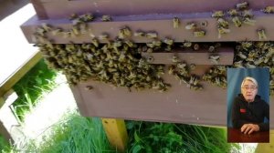 Содержание пчел в СОЛНЕЧНОМ УЛЬЕ