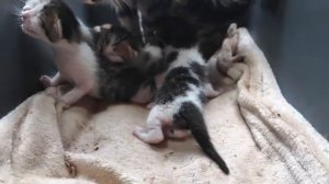 Мама-кошка разговаривает и дарит огромную любовь своим мяукающим новорожденным котятам