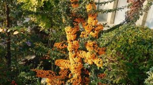 12=11=2025  ПВН  (9)