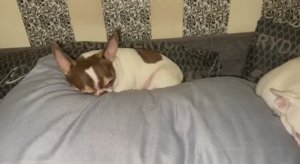 Доброго утречка и чудесного начала дня.