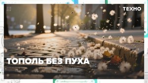 Ученые придумали, как избавить тополь от пуха | Техно — Москва 24 | Контент