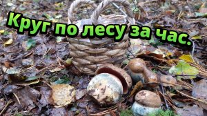 За грибами. Корзинка полная. Круг по лесу за час.