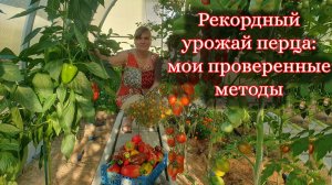 Перец — моя гордость! Как я добиваюсь богатого урожая без лишних хлопот: мои простые правила