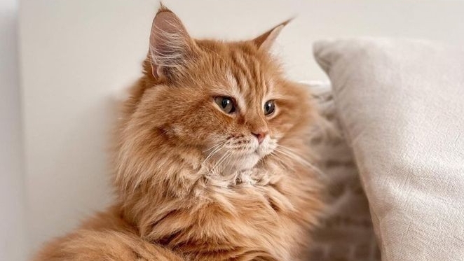 ПОРОДА КОШЕК : Рыжие Мурлыки / 5 ая серия