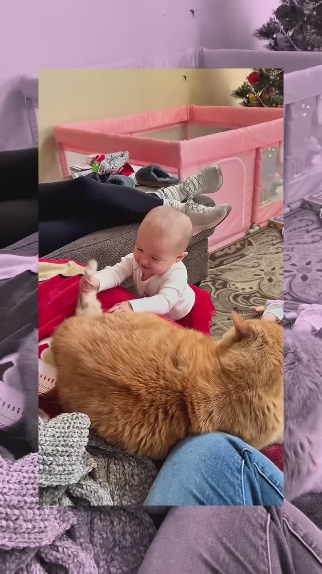 Котики. смотреть онлайн