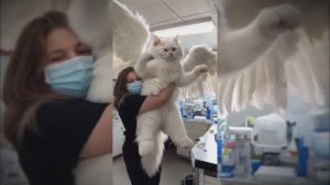 #смешныевидео -188