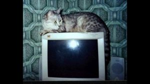 Марина Урусова. Юлия Барсиковна. Секретные материалы