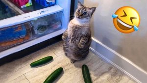 Смешные КОТЫ Лучшие приколы С КОТАМИ, Кошки, Животные, Смешные видео приколы