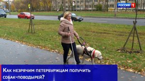 Как незрячим петербуржцам получить собак-поводырей?