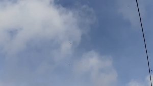 13.11.25 г. Андижанская порода голубей (4)