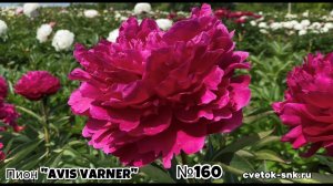 ПИОН "Avis Varner"/Сад Ворошиловой