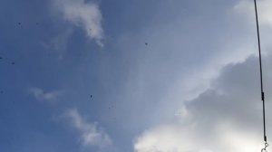 13.11.25 г. Андижанская порода голубей (2)