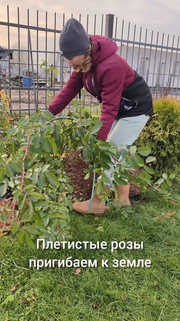 Готовим сад к зиме! смотреть онлайн