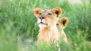 ЭТА МЕЛОДИЯ — ОЛИЦЕТВОРЕНИЕ НЕЖНОСТИ И КРАСОТЫ